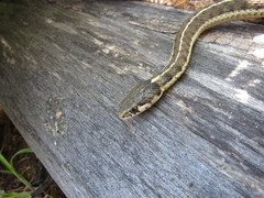 Thamnophis errans