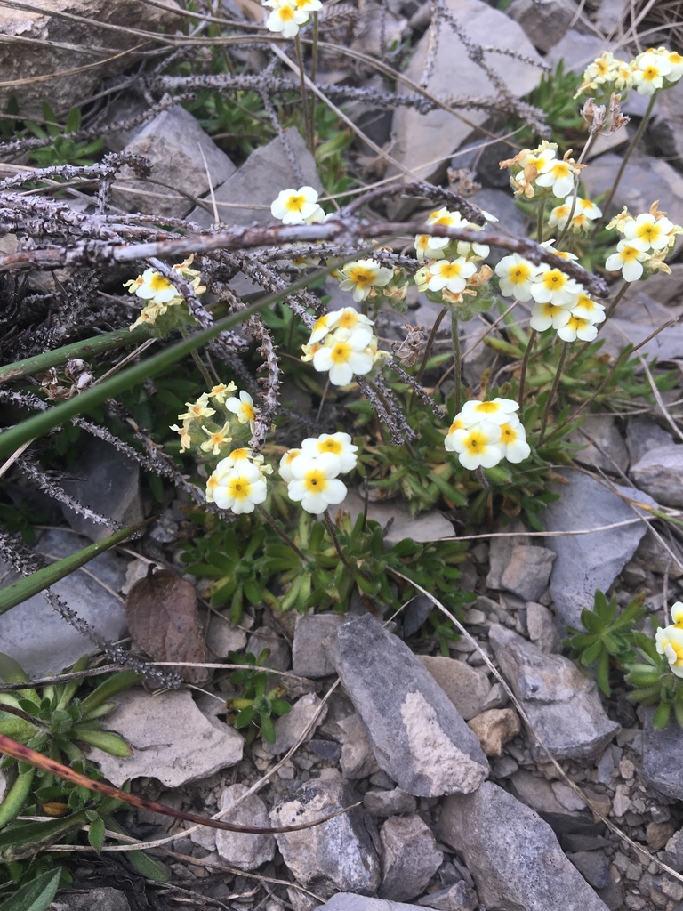 Lehmann's rockjasmine (Androsace lehmanniana)