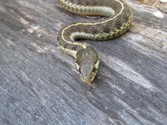 Thamnophis errans