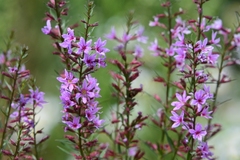 Lythrum virgatum