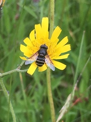 Eristalis cryptarum