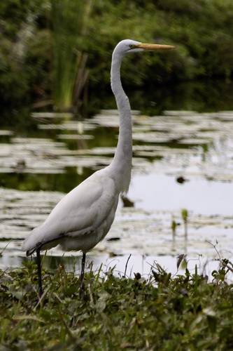 Cayo Atravesada