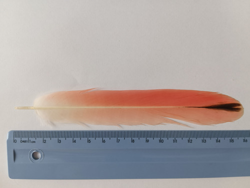 Plume de Flamant du Chili