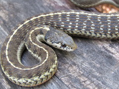 Thamnophis errans