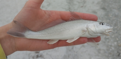 Gulf Kingcroaker