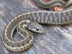 Thamnophis errans