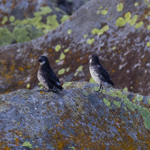 Dwergalk (Aethia pusilla)
