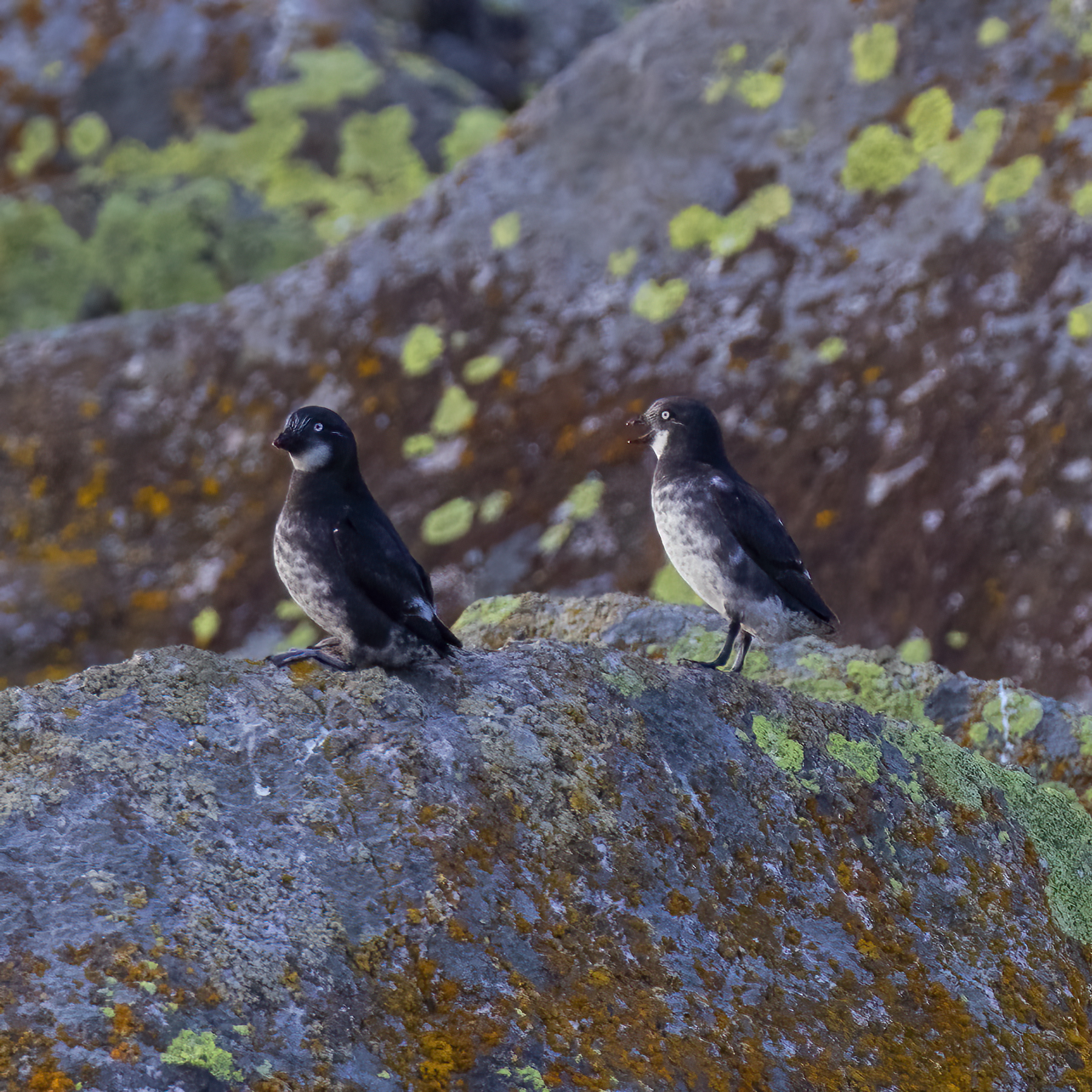 Least Auklet (Aethia pusilla)