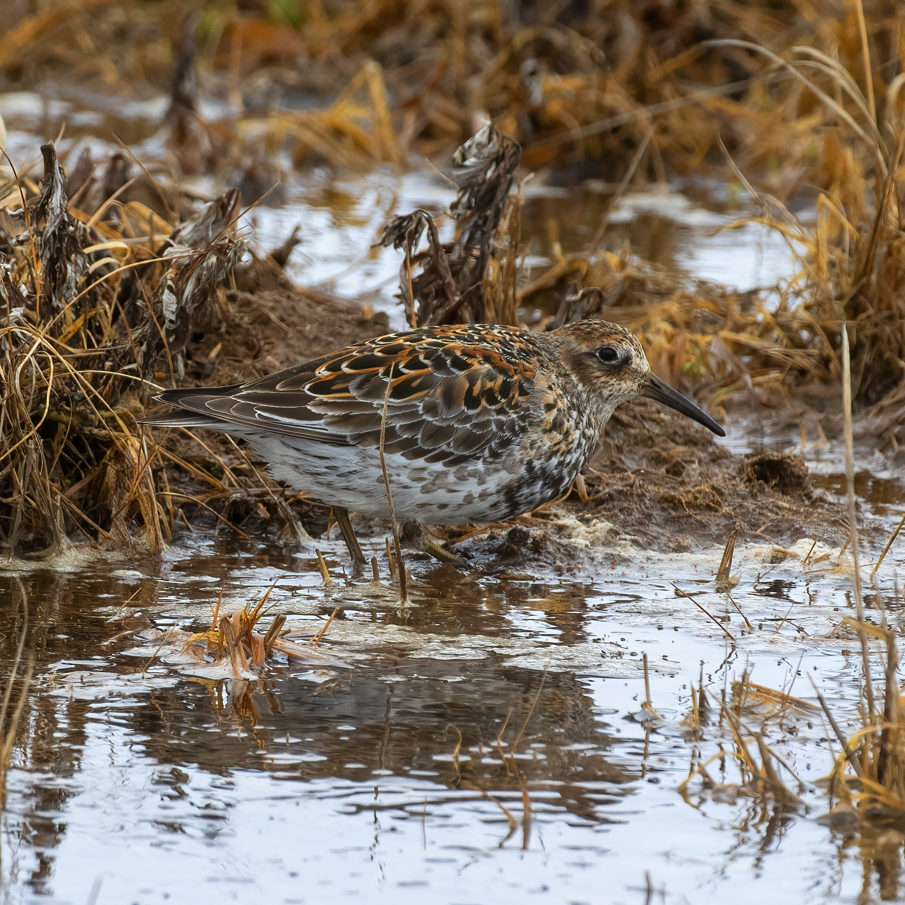 Rock Sandpiper illustration