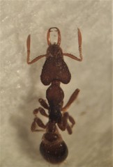 Strumigenys perplexa