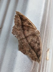 Eutrapela clemataria
