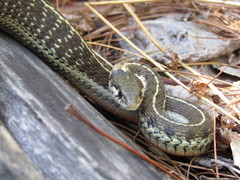 Thamnophis errans