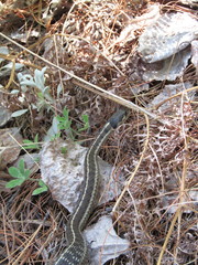 Thamnophis errans