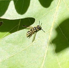 Stenodynerus cochisensis