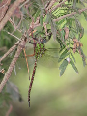 Coryphaeschna adnexa