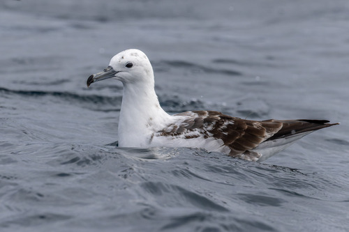 Buller'S Shearwater