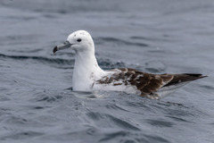 Buller'S Shearwater