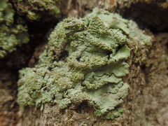 Hypotrachyna showmanii