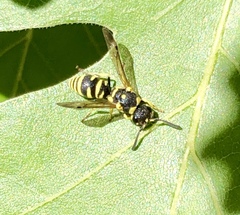 Stenodynerus cochisensis