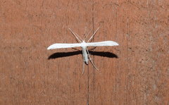 Hellinsia homodactylus