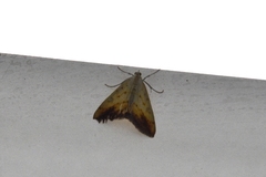 Evergestis extimalis