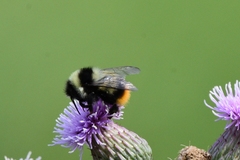 Bombus sichelii