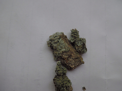 Hypotrachyna showmanii