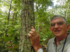 Hypotrachyna showmanii