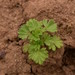Field Parsley Piert - Photo (c) --Tico--, some rights reserved (CC BY-NC-ND)