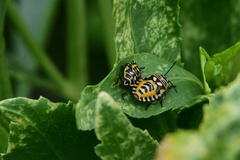 Eurydema