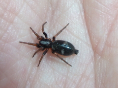 Sergiolus columbianus