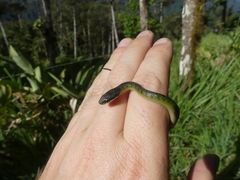 Erythrolamprus epinephalus