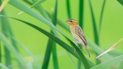 Asian Golden Weaver photo 1