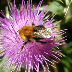 Bombus hypnorum