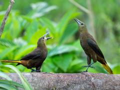 Russet-Backed Oropendola photo 3