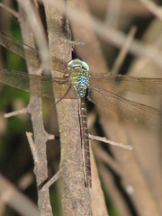 Triacanthagyna caribbea