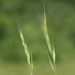 Brome Fescue - Photo (c) Bas Kers (NL), some rights reserved (CC BY-NC-SA)