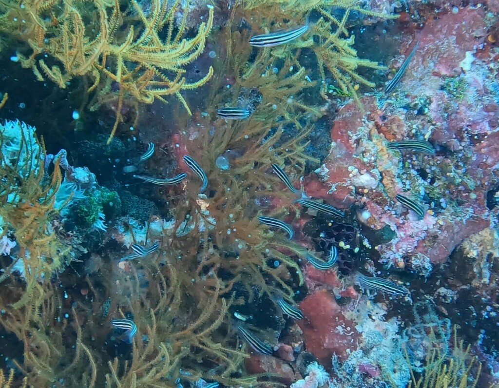 Sulu fangblenny (Meiacanthus abditus) — Blenniidae