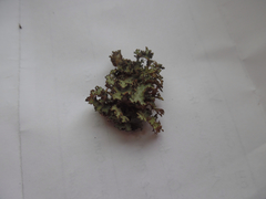 Tuckermanopsis ciliaris