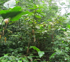 Costus allenii