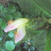 Costus allenii - Photo (c) Dave Skinner, some rights reserved (CC BY-NC), uploaded by Dave Skinner