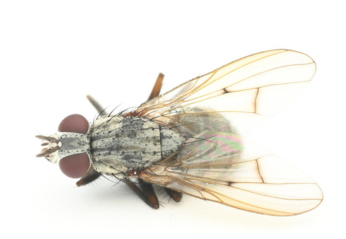 Phaonia brevispina