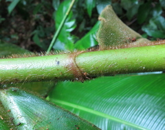 Costus allenii