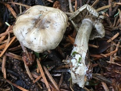 Clitocybe glacialis