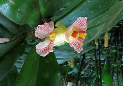 Costus allenii