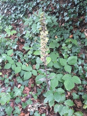 Epipactis purpurata