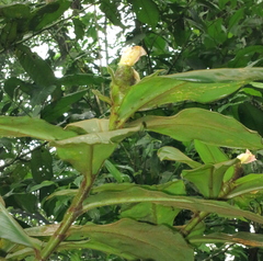 Costus allenii