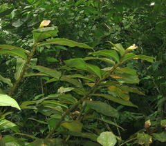Costus allenii