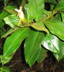 Costus allenii