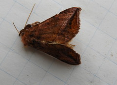 Pseudeva purpurigera